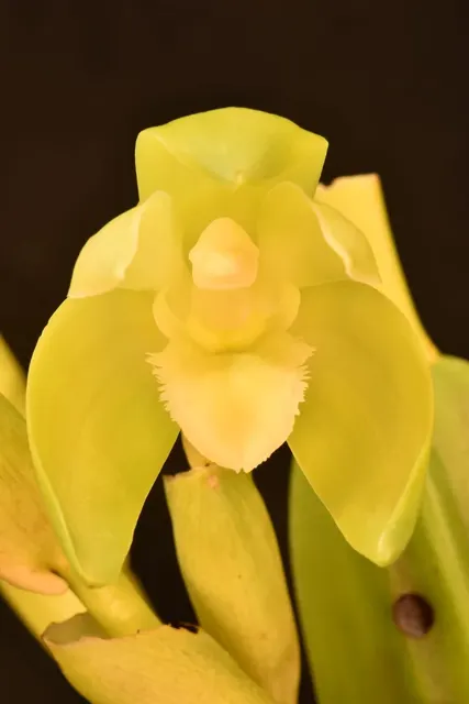 Lycaste fimbriata