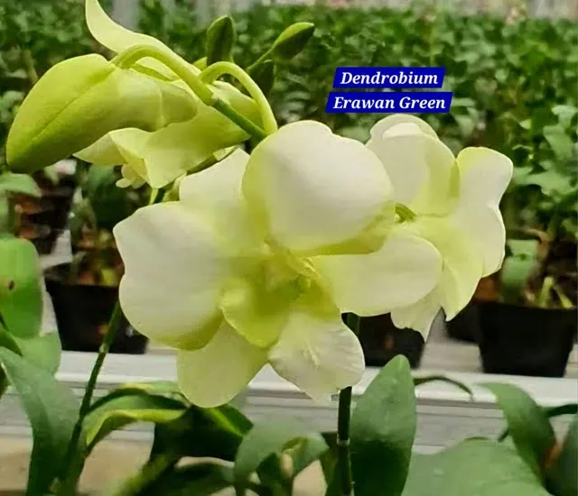 Dendrobium 18 Erwan Green Orchid (Dendrobium)