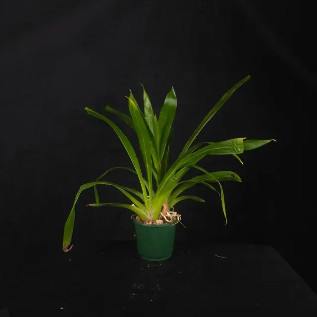 Bollea lawrenceana
