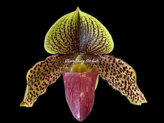 Paphiopedilum Graham Robertson
