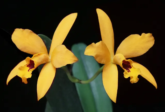 Cattlianthe Goldbrad 'Miku' (Cattlianthe)