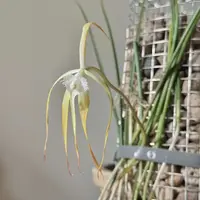 Brassavola cucullata