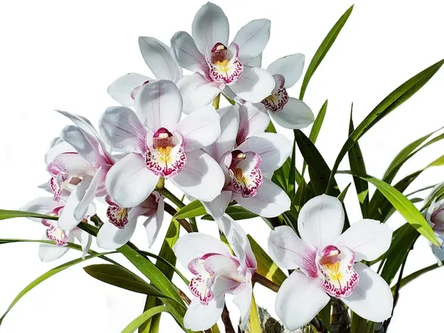 Cymbidium Lisa Rose 'Flamingo'