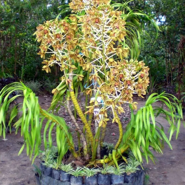 Grammatophyllum speciosum (Grammatophyllum)