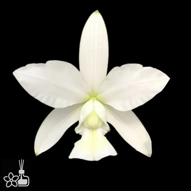 Cattleya nobilior 'ouro branco x cuibá'