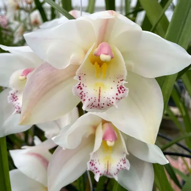 Cymbidium Yellow River 'Steffi' (Cymbidium)