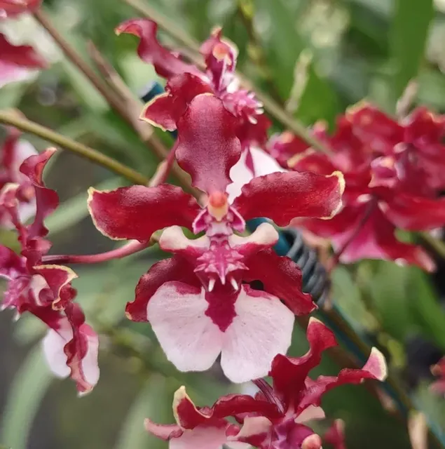 Oncidium Sharry Baby AM/AOS 3in 'Sweet Fragrance'