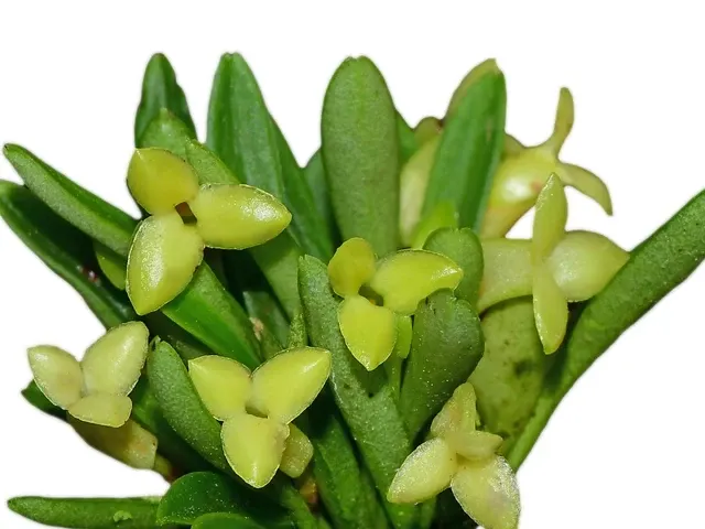 Masdevallia bangii (Masdevallia)