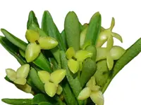 Masdevallia bangii