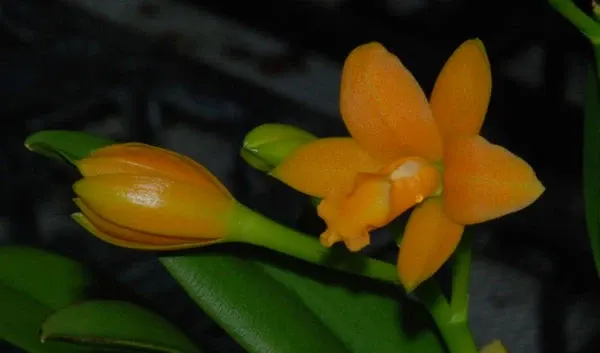 Brassolaeliocattleya YOUNG MIN ORANGE