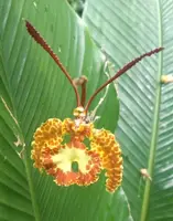 Psychopsis krameriana