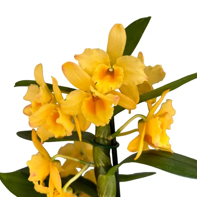 Dendrobium Spring Bird ‘Kurashiki’ Parfumat