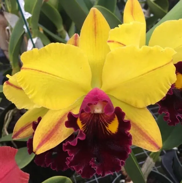 Rhyncholaeliocattleya Volcano Showy 'Volcano Queen'