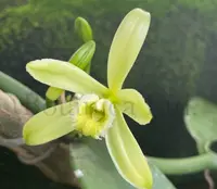 Vanilla planifolia