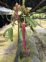 Bulbophyllum plumatum