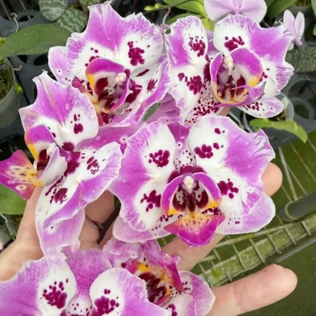 Phalaenopsis MC Mermaid