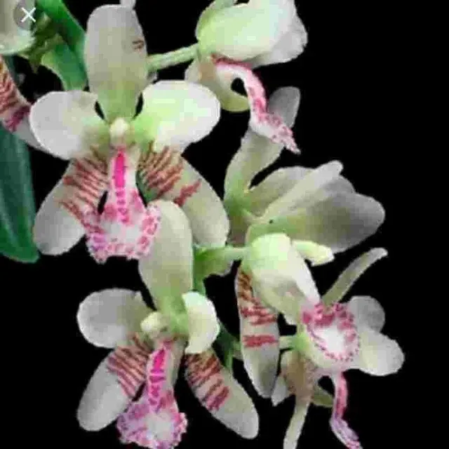 Sedirea japonica sp (Sedirea)