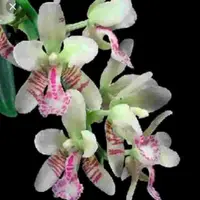 Sedirea japonica sp.