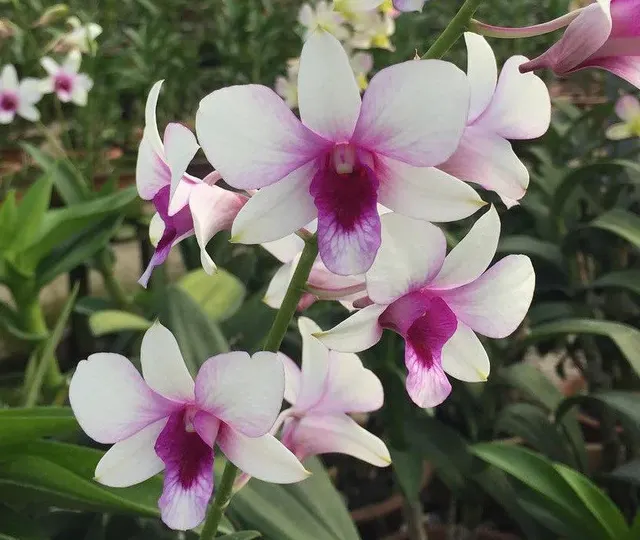 Dendrobium Hiang Beauty