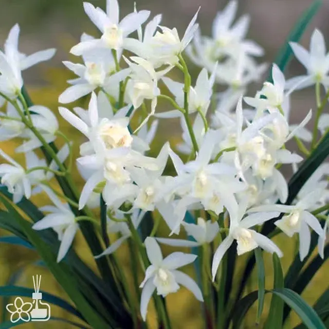 Cymbidium XiangLan 'Lady Snow White'