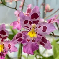 Odontoglossum Pink