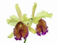 Cattleya dowiana