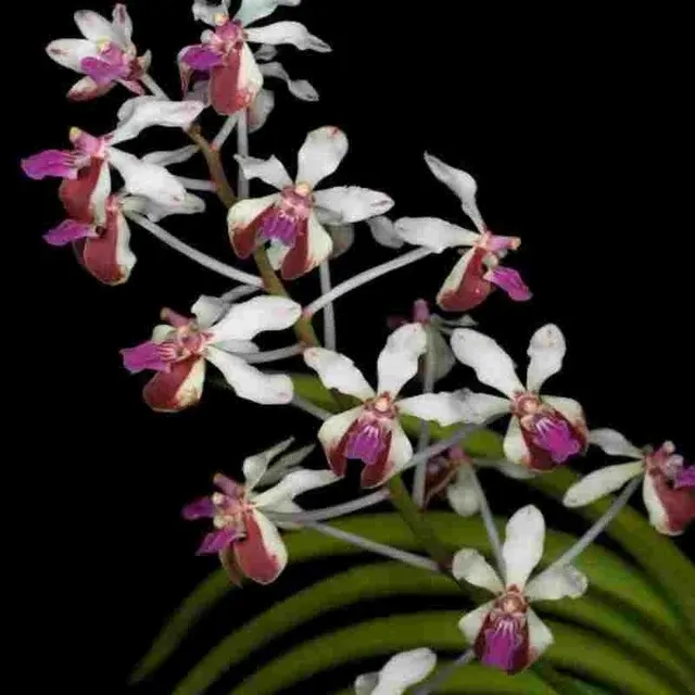 Vanda lanellata var 'Boxali' (Vanda)