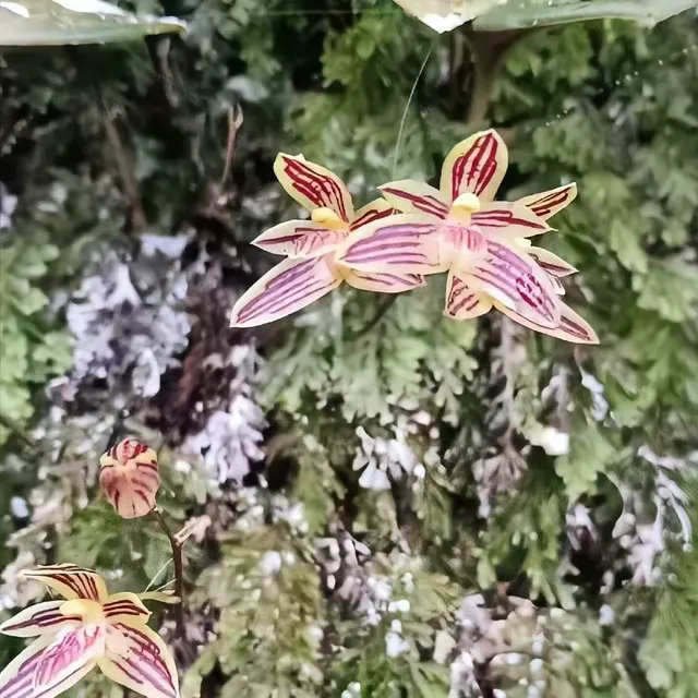 Bulbophyllum striatum (Bulbophyllum)