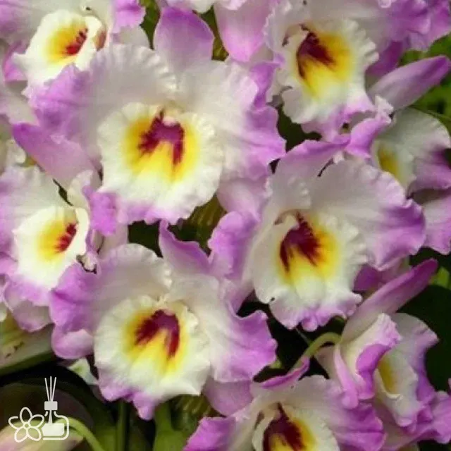 Dendrobium Sweet Pinky 'Momokko'