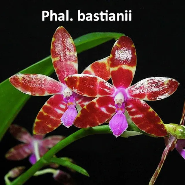 Phalaenopsis bastianii (Phalaenopsis)