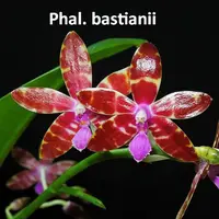 WP2602 Phalaenopsis bastianii x sib