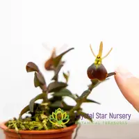 Epidendrum Porpax — 1.5" Pot Oversized / Without Spike
