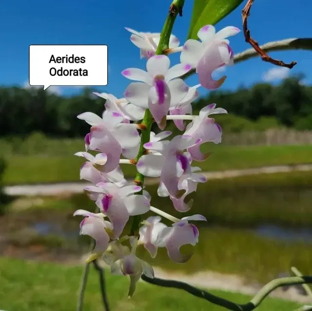 Aerides Odorota (Aerides)