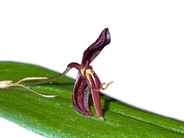 Pleurothallis mastodon