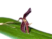 Pleurothallis mastodon