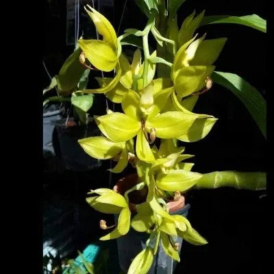 Cycnoches Jumbo Cooper (Cycnoches)