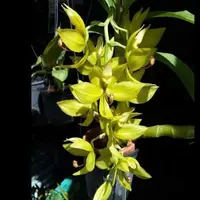 Cycnoches Jumbo Cooper
