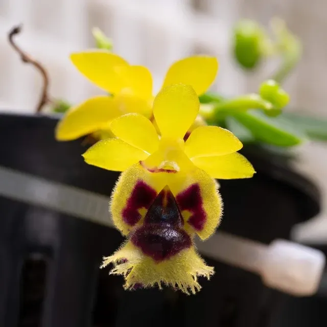 Gastrochilus retrocallus (Gastrochilus)