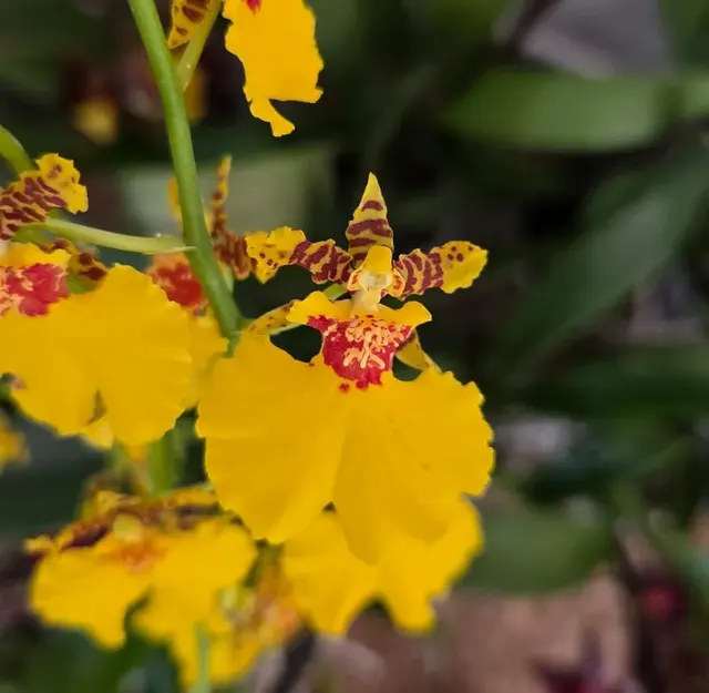 Oncidium Joost (Oncidium)