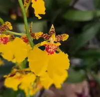 Oncidium Joost