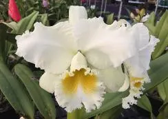Cattleya Bob Betts
