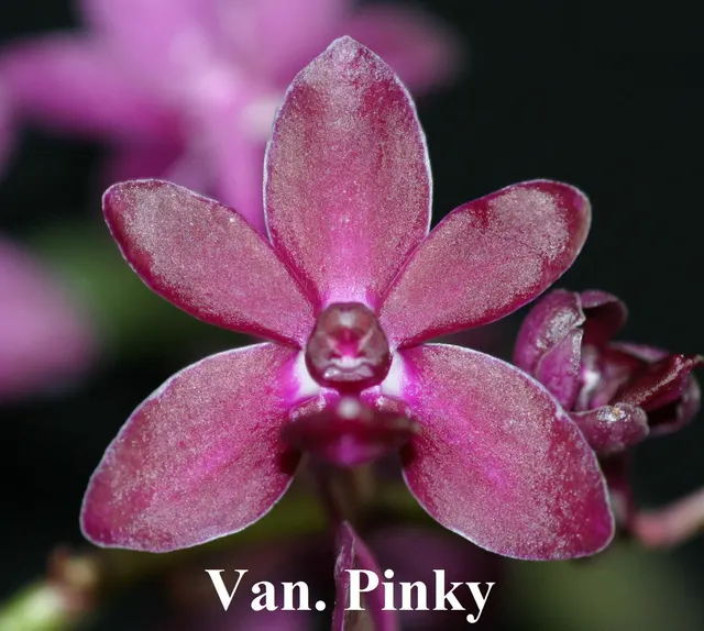 Vanda Pinky (Vanda)