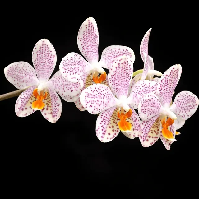Phalaenopsis Gretchen