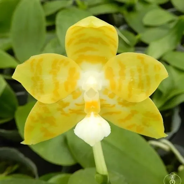 Phalaenopsis Micaels Yellow Style
