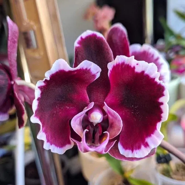 Phalaenopsis Summer Breath 'Variegata'