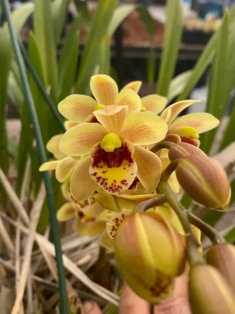Cymbidium Eye of the Tiger 'Sweet It Is' (Cymbidium)