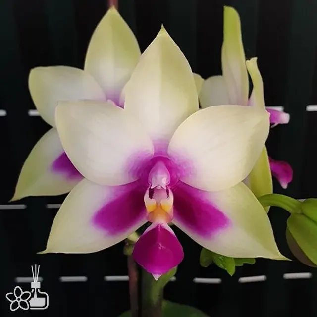 Phalaenopsis bellina ''680''