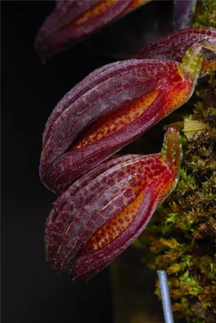 Zootrophion dayanum (Zootrophion)