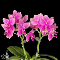 [Rooted] #PA# Phal. Formosa Sweet Memory 三和香奈兒 [2.5" BS][Sept in stock 26]