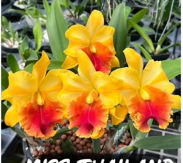 Rhyncholaeliocattleya Miss Thailand 'Surija' (Rhyncholaeliocattleya)